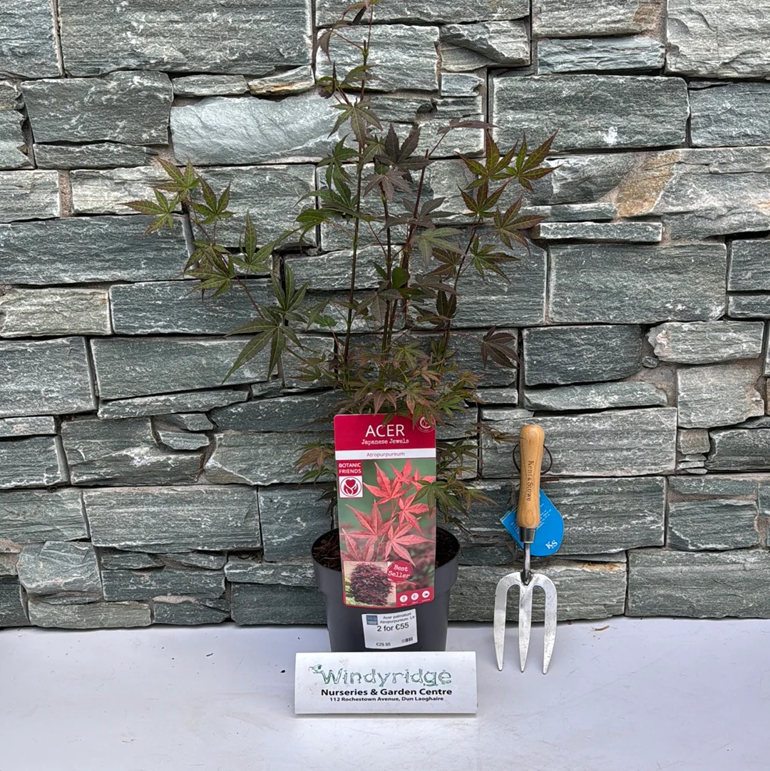 Acer palmatum Atropurpureum  Ltr pot - Image 2