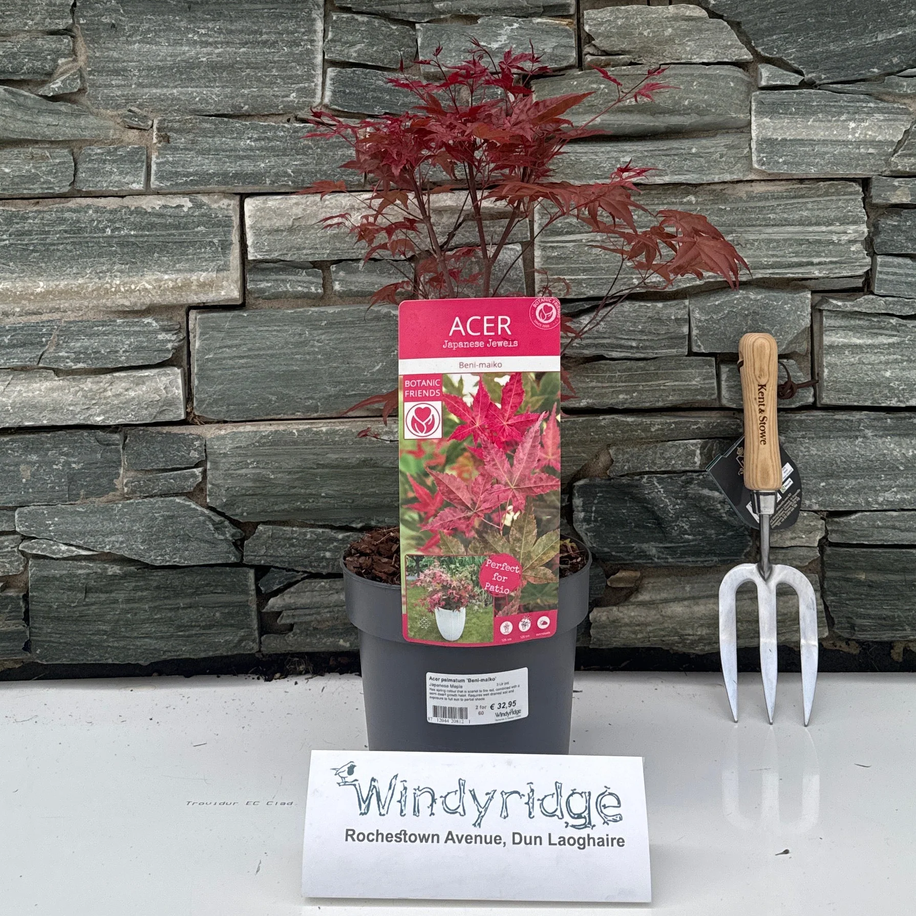 Acer palmatum 'Beni-maiko' 3 Ltr pot