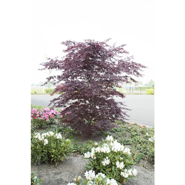 Acer palmatum Black Lace 3 Ltr pot