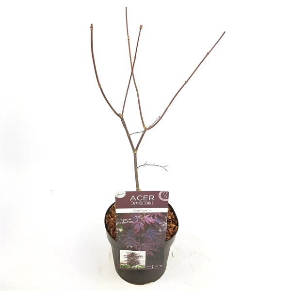Acer palmatum Black Lace 3 Ltr pot - Image 2