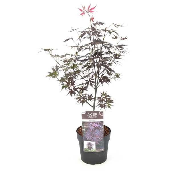 Acer palmatum Black Lace 3 Ltr pot - Image 3