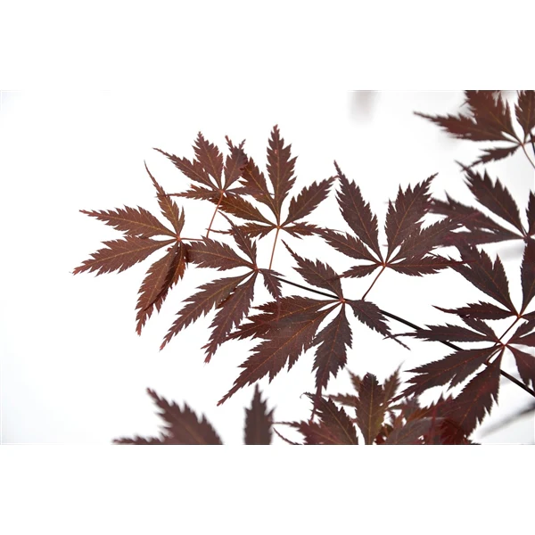 Acer palmatum Black Lace 3 Ltr pot - Image 4