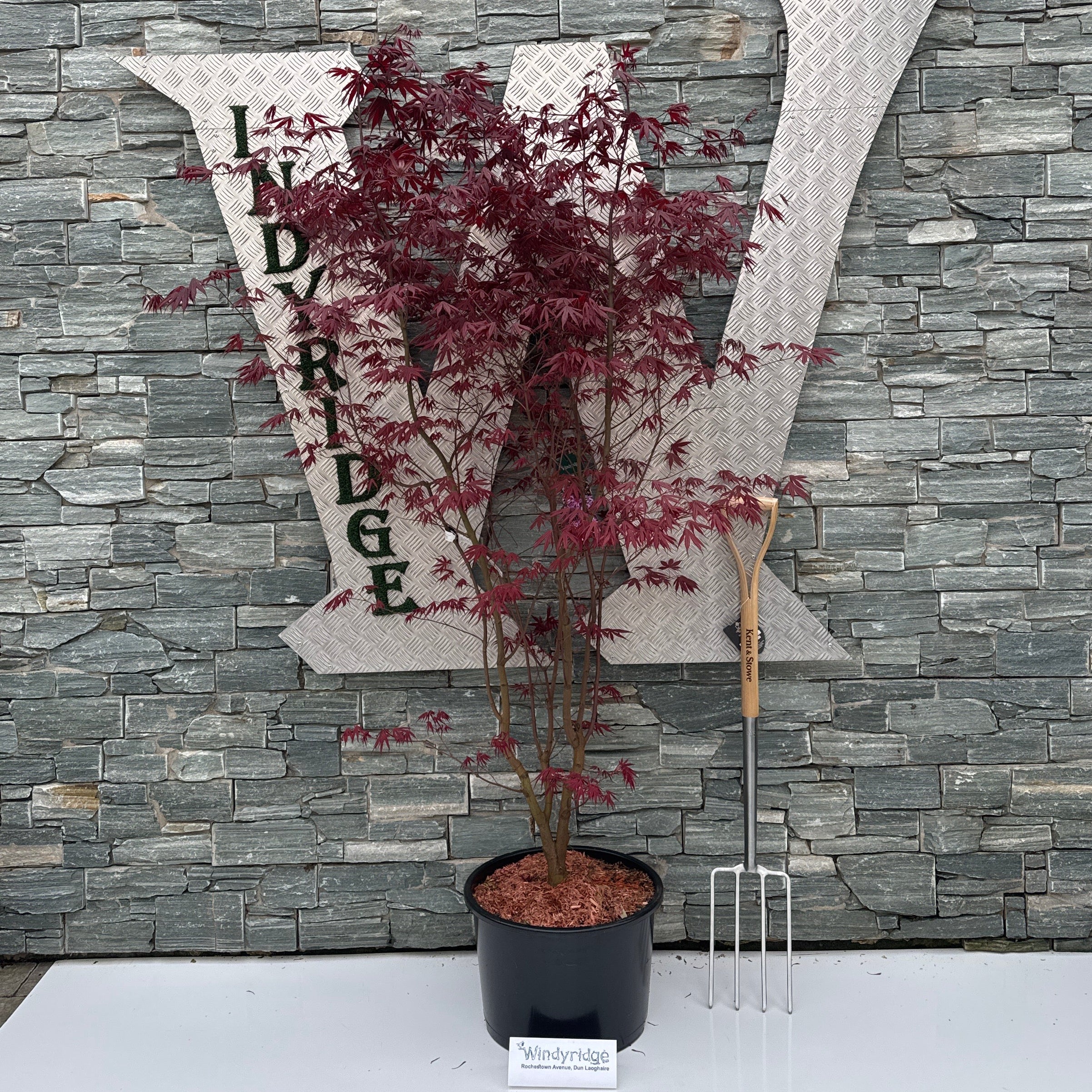 Acer palmatum Bloodgood