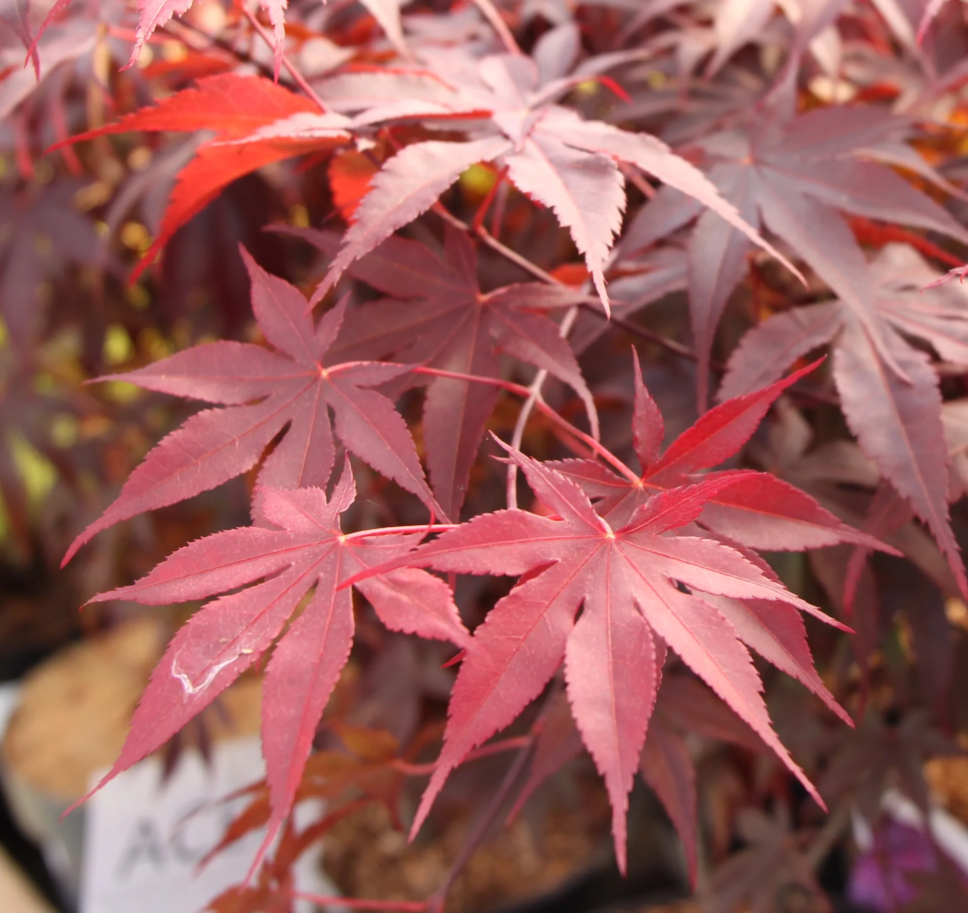 Acer palmatum Bloodgood / 60-70 CM