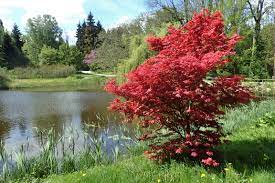 Acer palmatum Bloodgood  80-100 CM C15 - Image 2