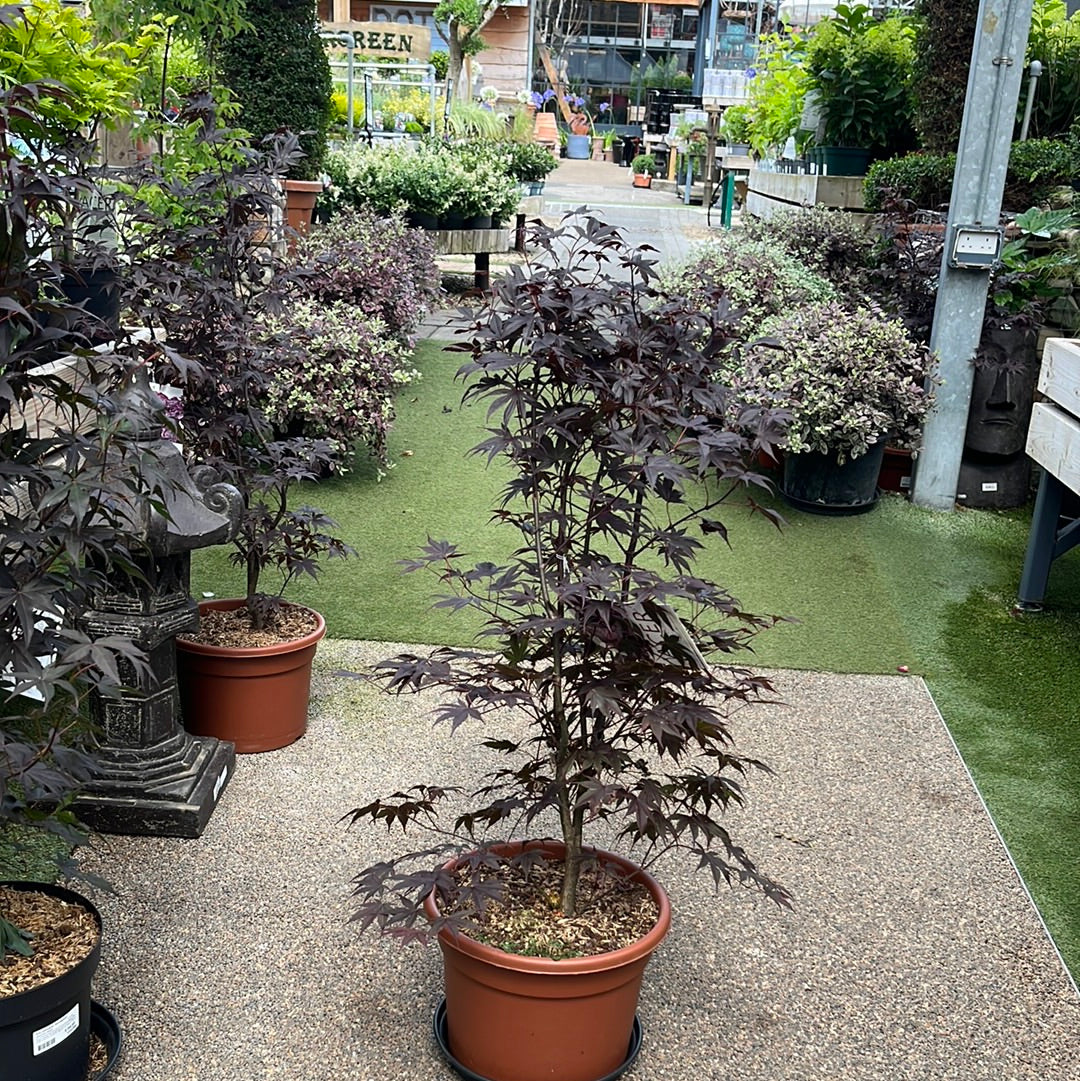 Acer palmatum Bloodgood  80-100 CM C15 - Image 3