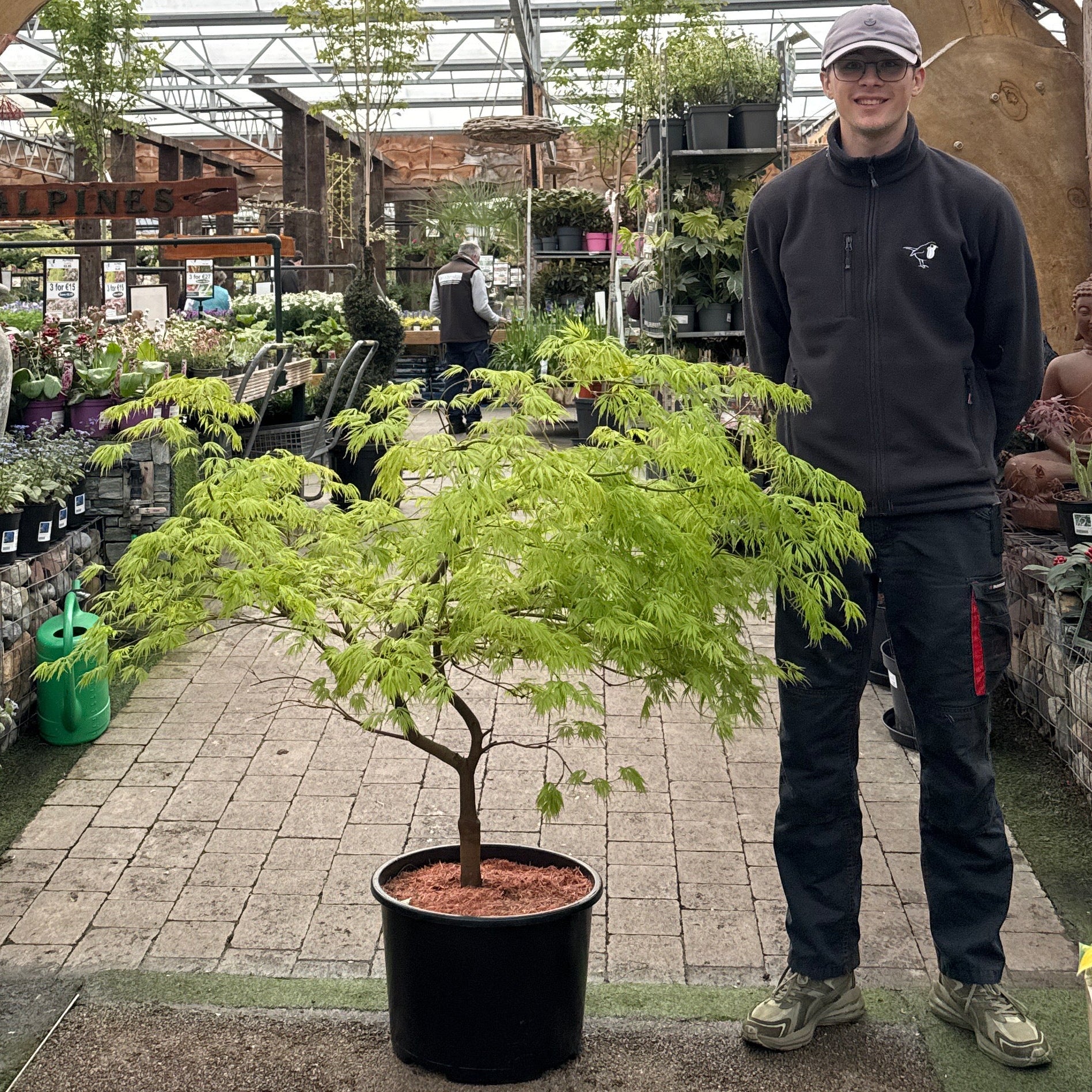 Acer palmatum Dissectum