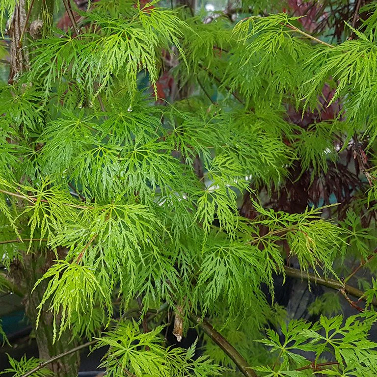 Acer palmatum Emerald Lace 3 Ltr pot