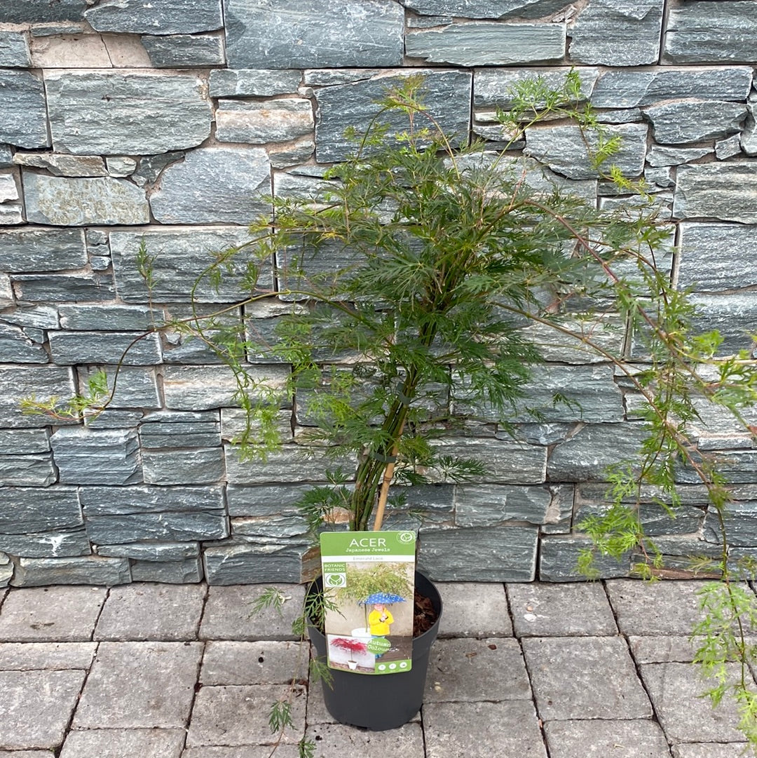 Acer palmatum Emerald Lace 3 Ltr pot - Image 2