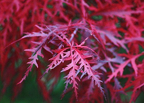 Acer palmatum Firecracker