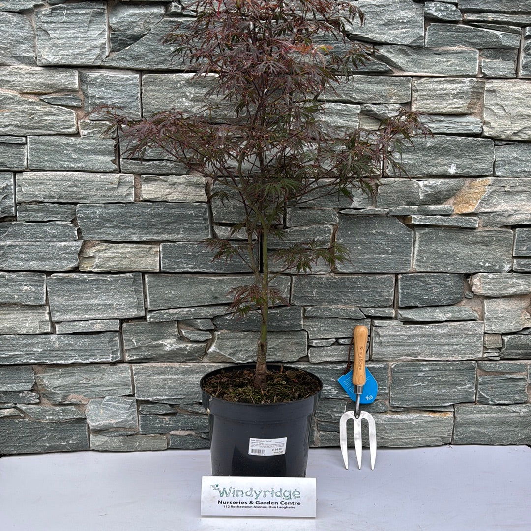 Acer palmatum Garnet / 50-60 CM C7.5
