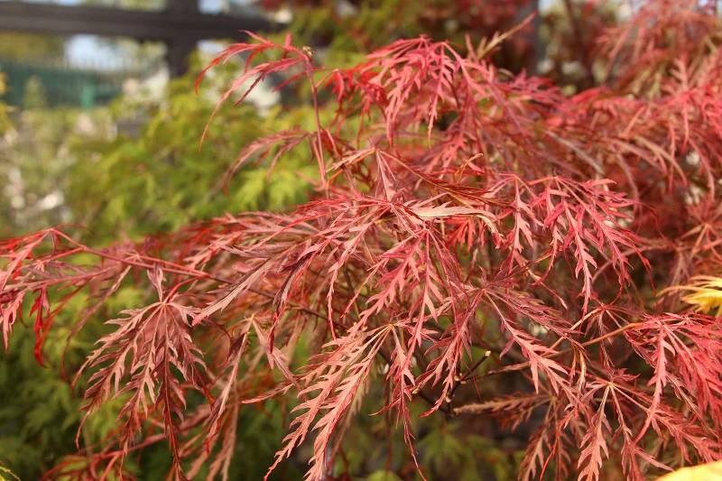 Acer palmatum Garnet 7.5 Ltr pot