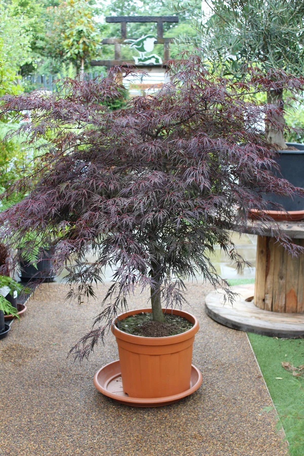 Acer palmatum Inaba-shidare / 100-125 CM