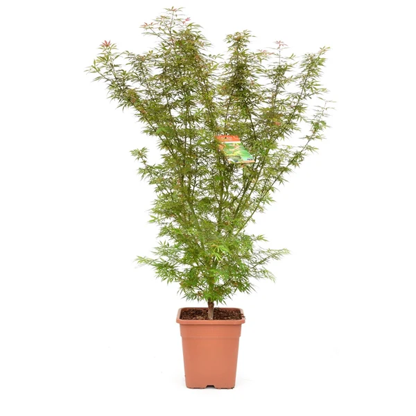 Acer palmatum Jerre Schwarz  100-125 CM C14, column