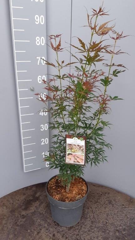 Acer palmatum Jerre Schwarz  100-125 CM C14, column - Image 2