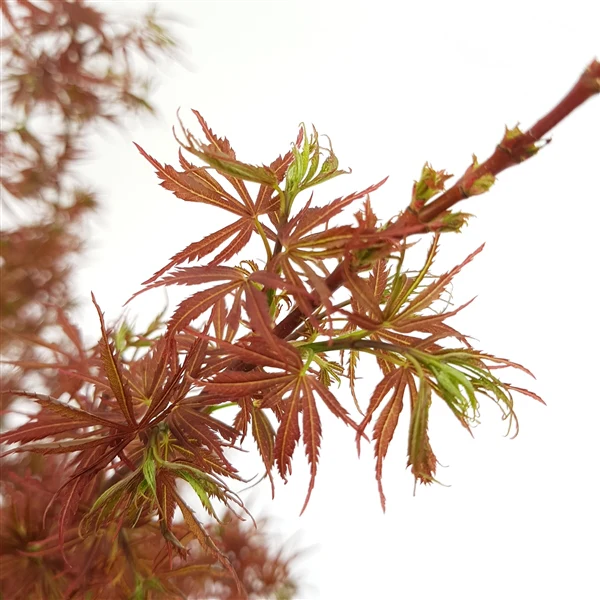 Acer palmatum Jerre Schwarz  100-125 CM C14, column - Image 3