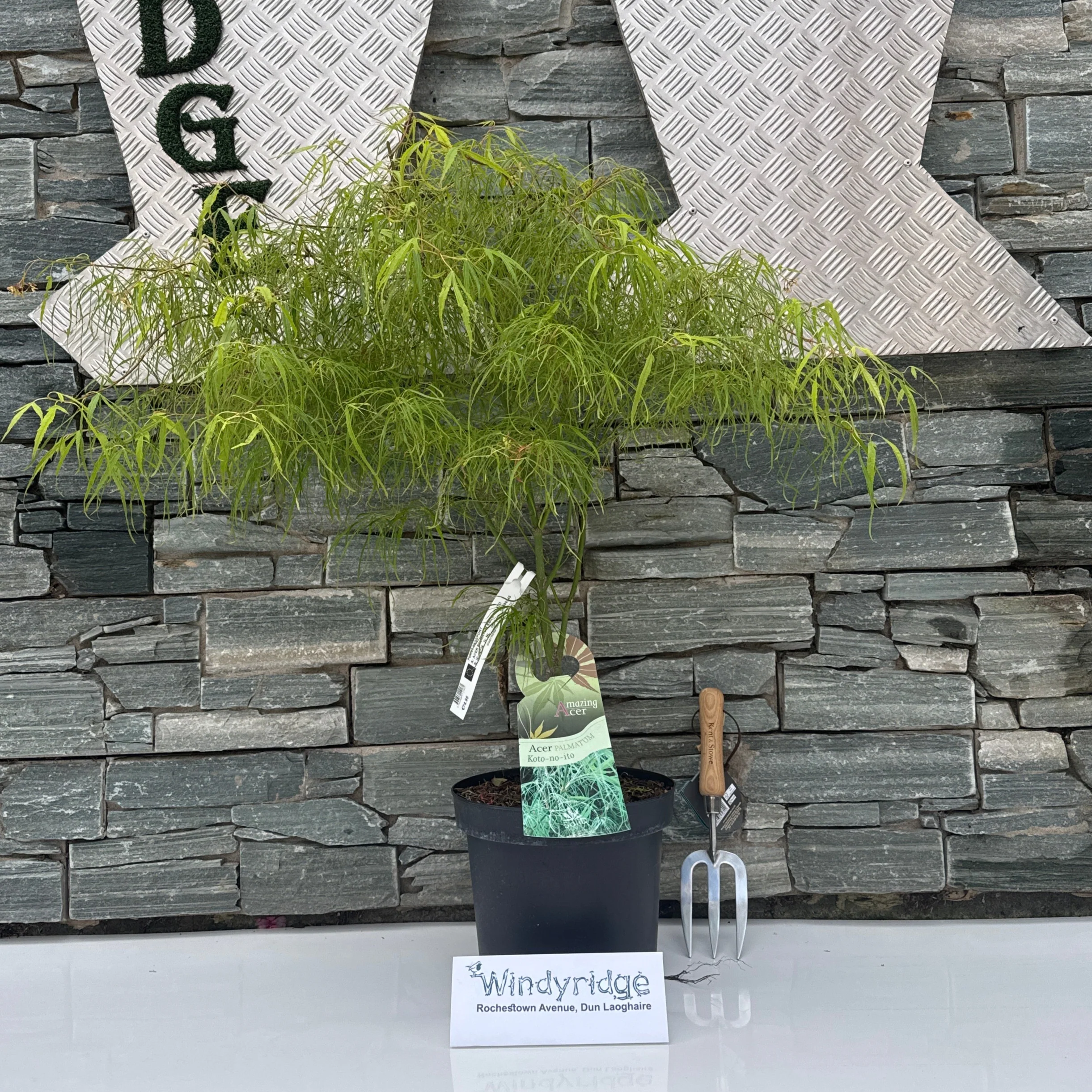 ACER PALMATUM KOTO-NO-ITO 7.5Ltr