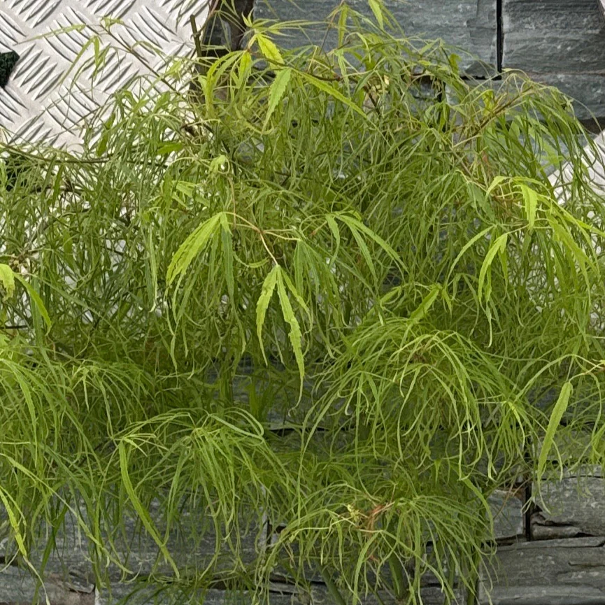 ACER PALMATUM KOTO-NO-ITO 7.5Ltr - Image 2
