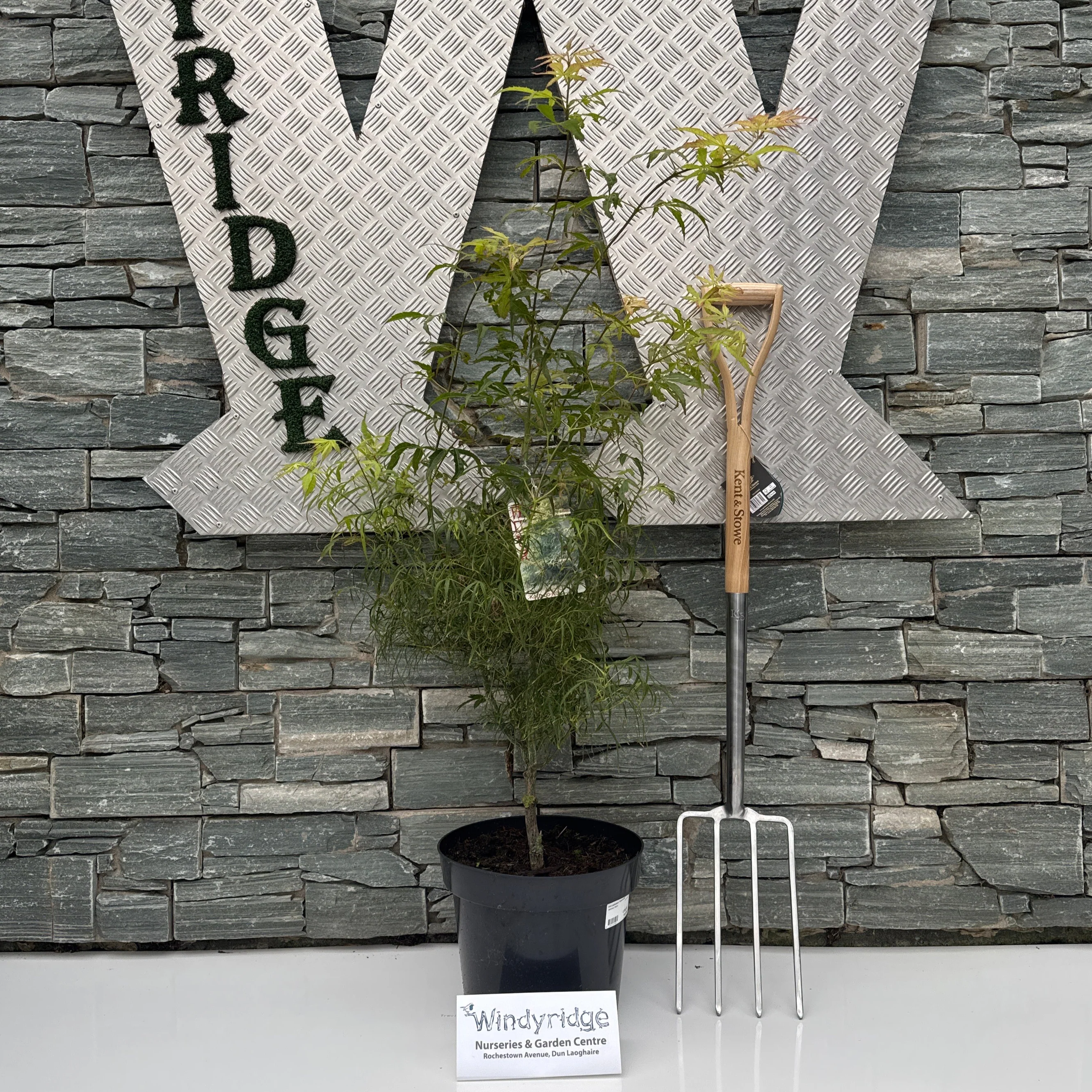 Acer palmatum Koto-no-ito 80-100 CM C12