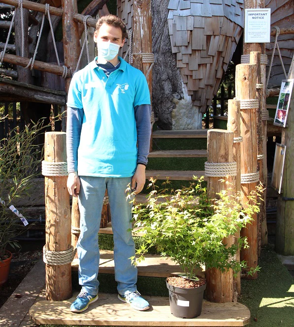 Acer palmatum Little Princess  7.5 Ltr pot
