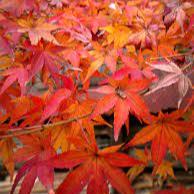 Acer palmatum Little Red 3 Ltr pot
