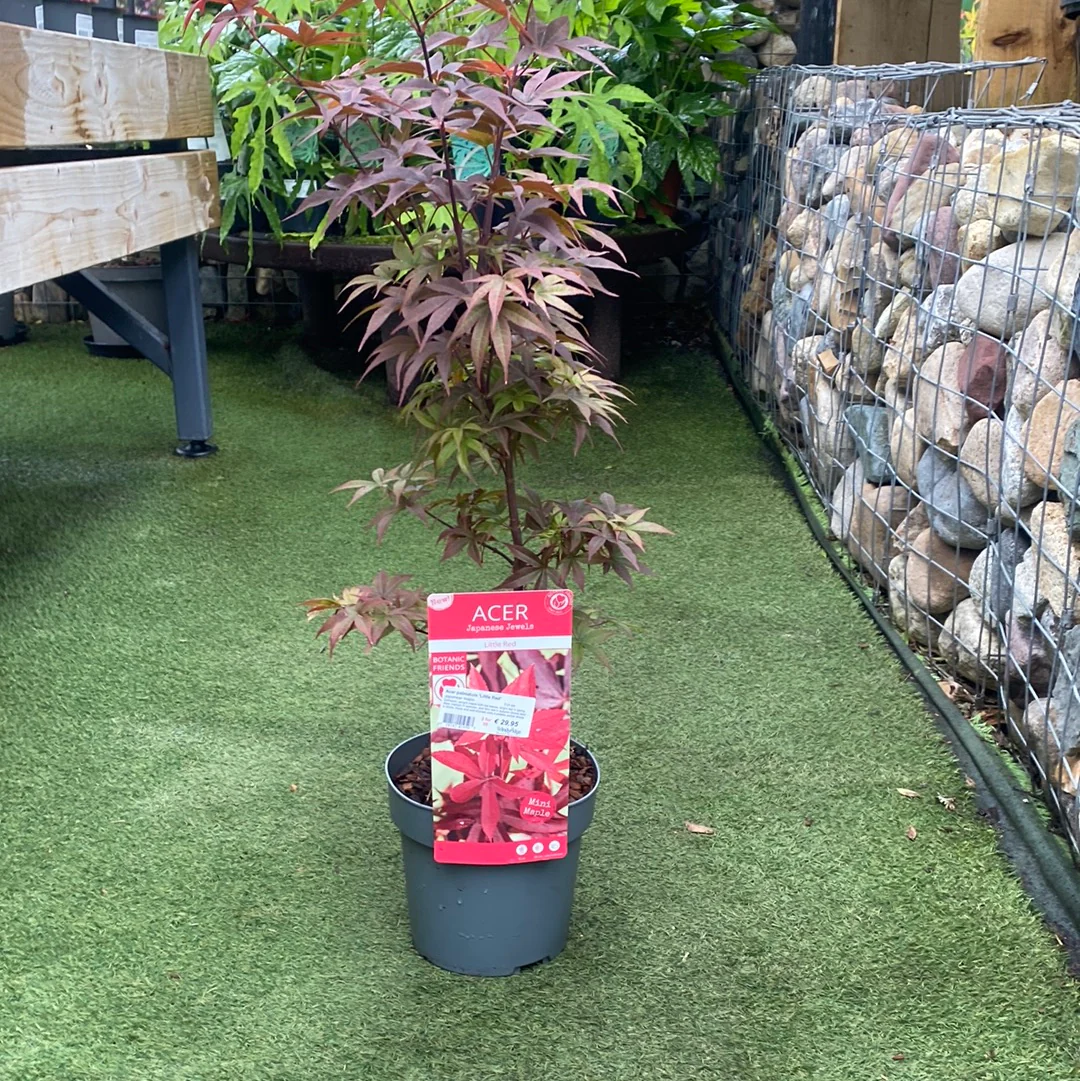 Acer palmatum Little Red 3 Ltr pot - Image 2