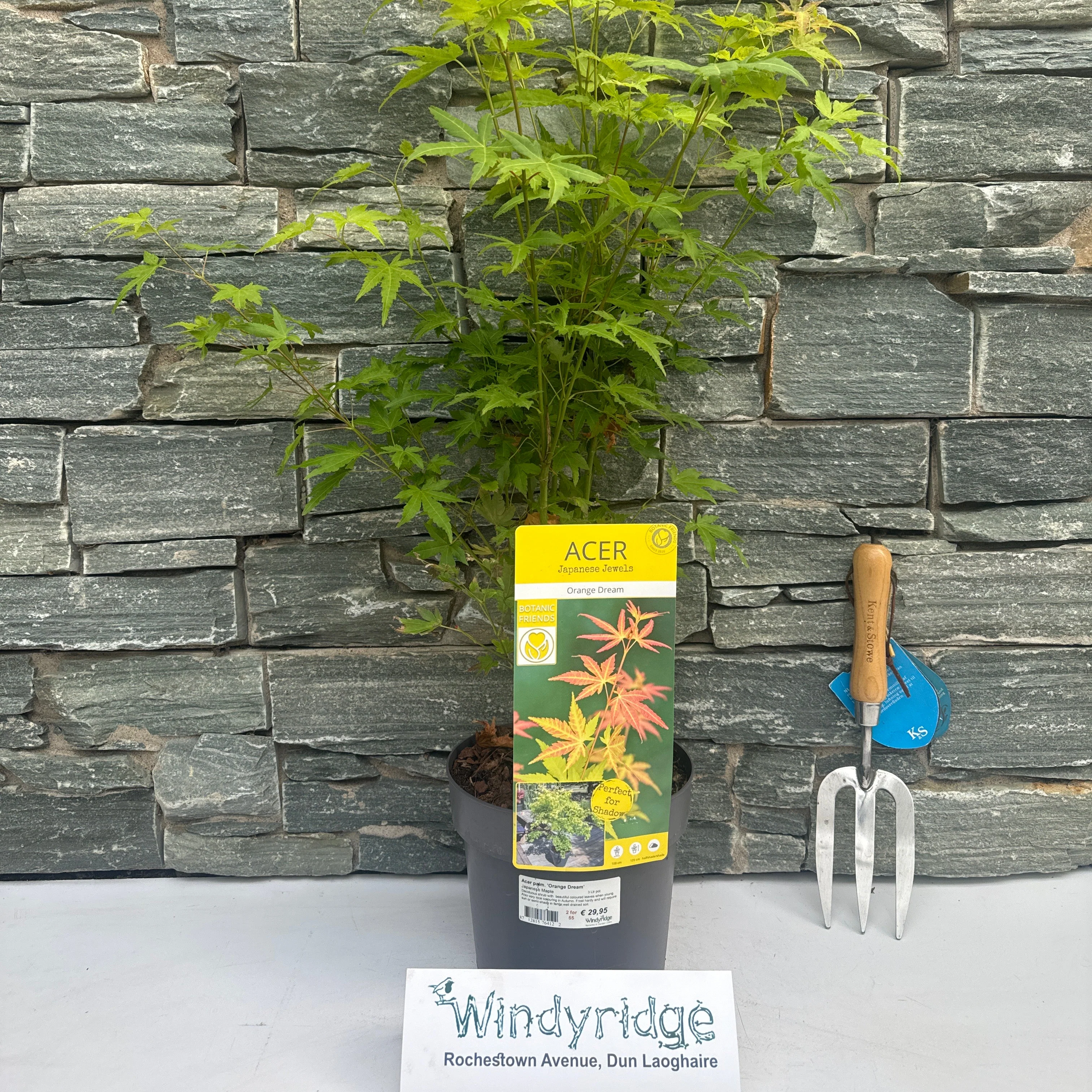 Acer palmatum Orange Dream 3 Ltr pot