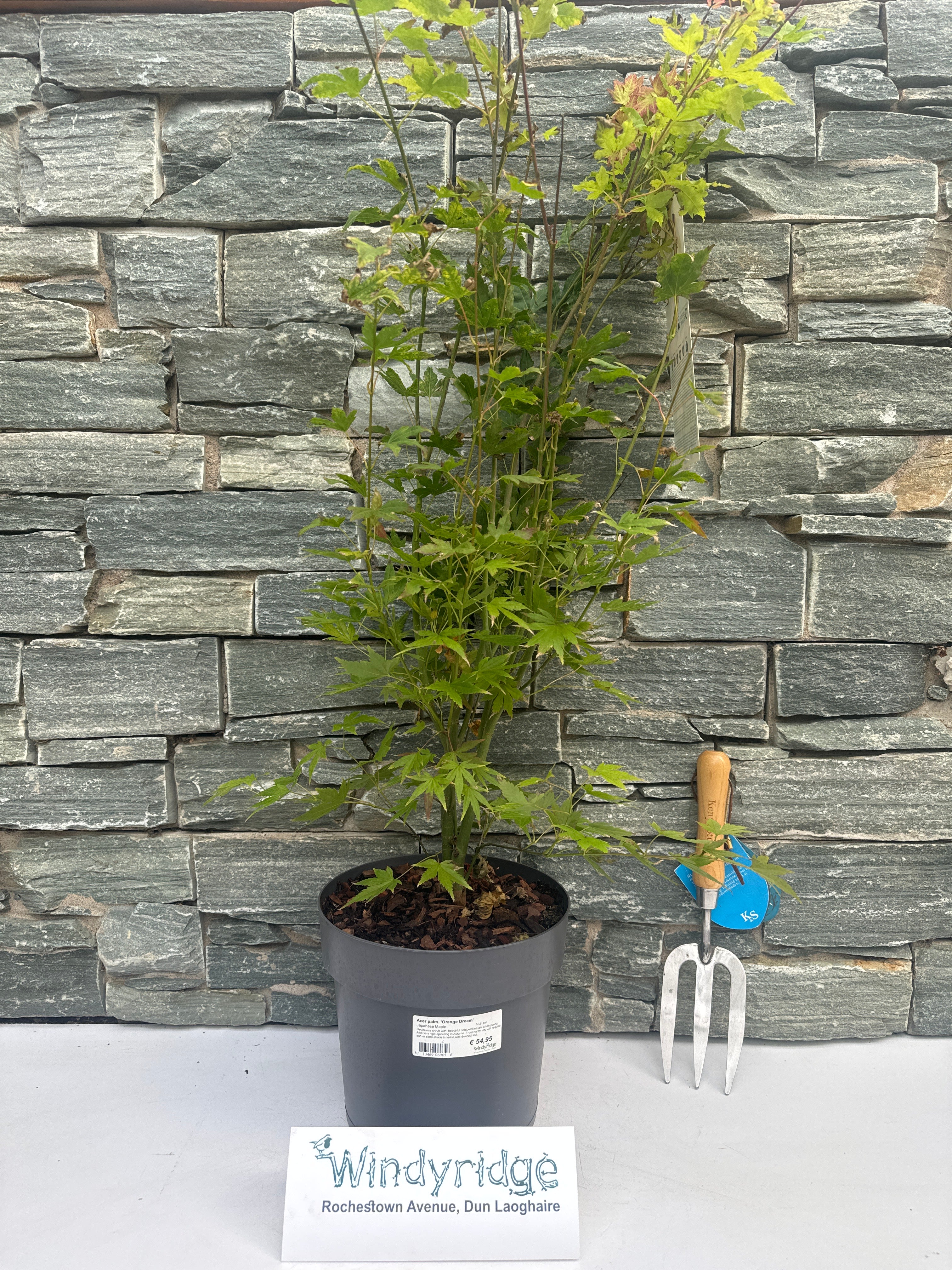 Acer palmatum Orange Dream 5 Ltr pot - Image 5