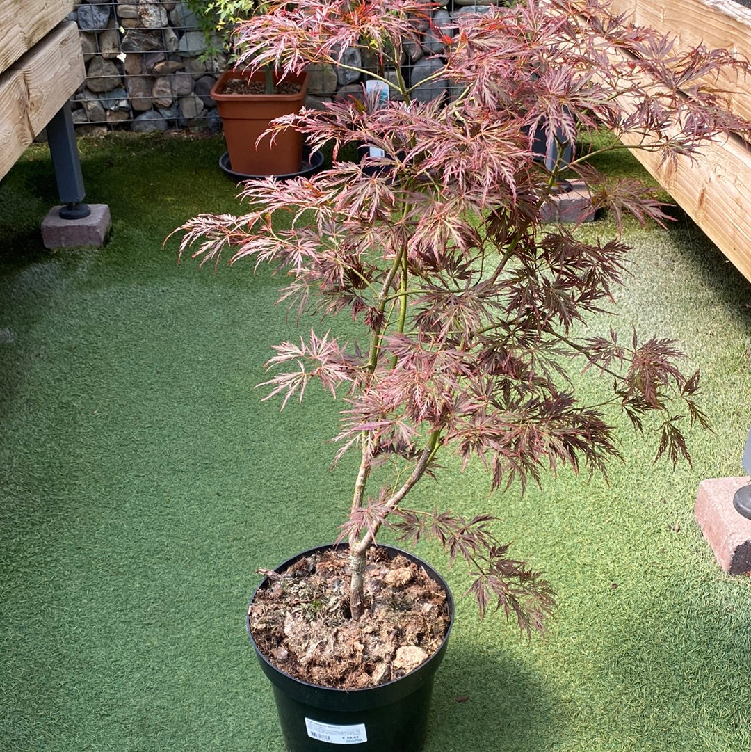 Acer palmatum Ornatum 50-60 CM C7.5