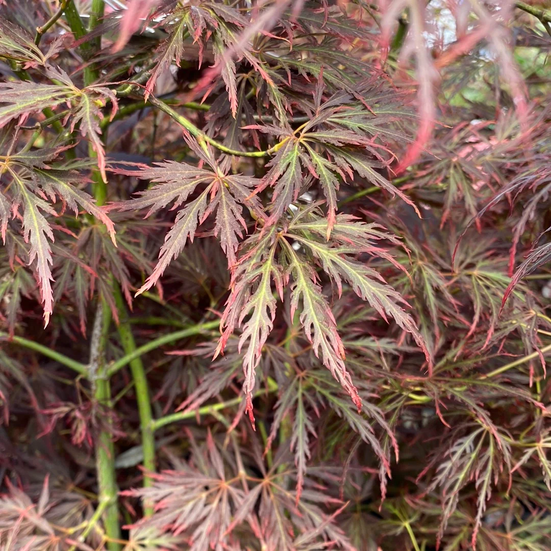 Acer palmatum Ornatum 50-60 CM C7.5 - Image 2