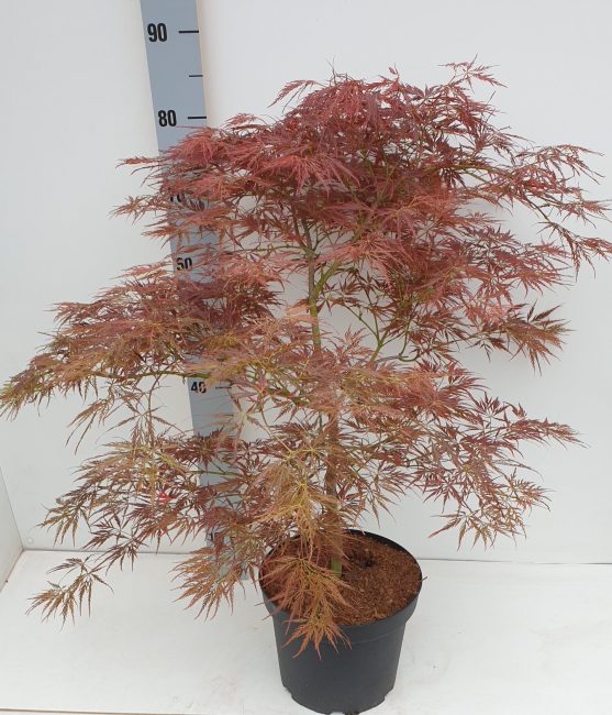 Acer palmatum Ornatum 50-60 CM C7.5 - Image 3