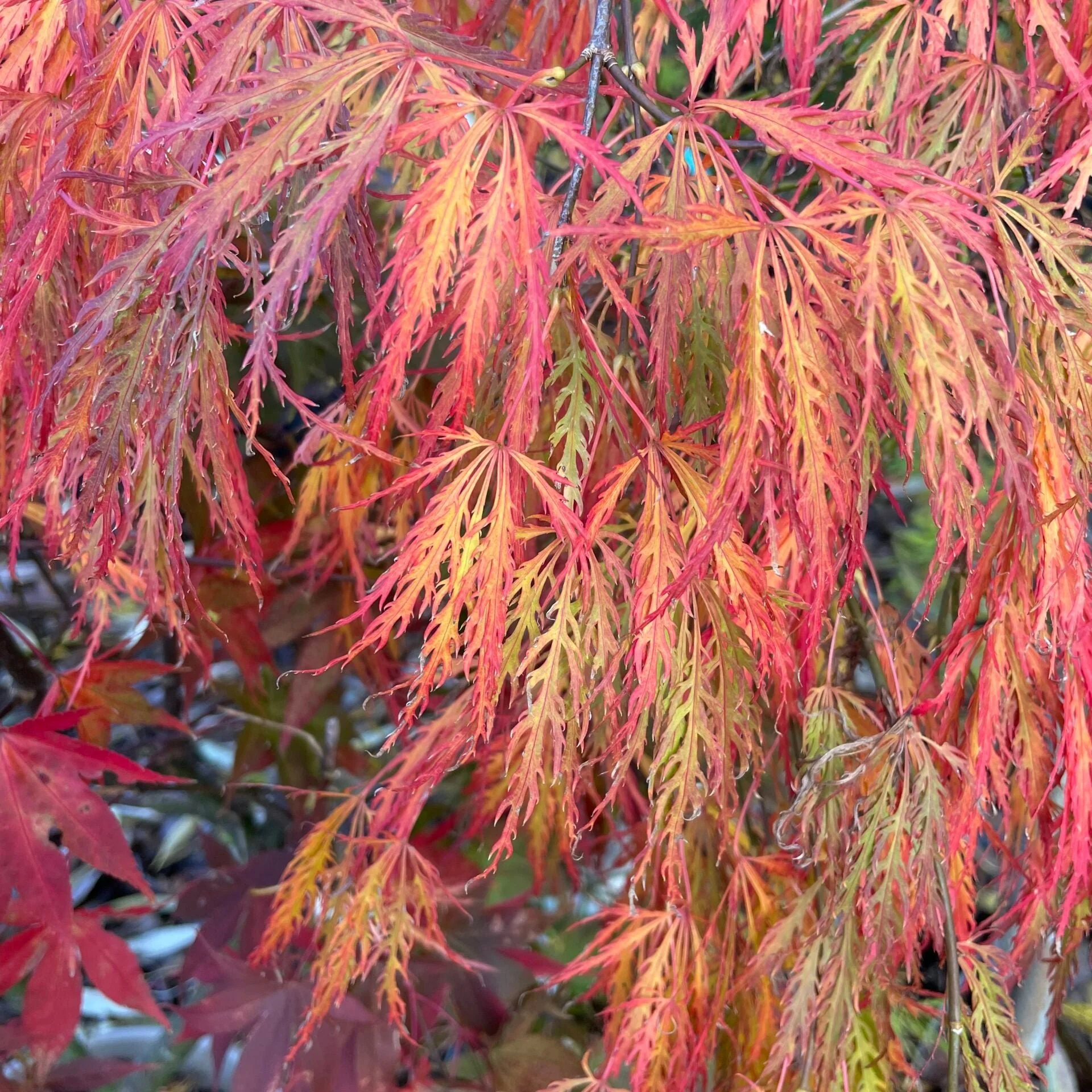 Acer palmatum Ornatum 80-100 CM C12