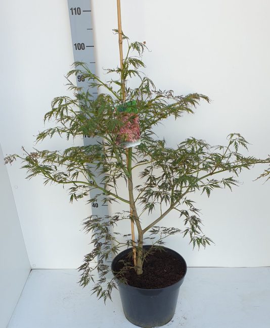 Acer palmatum Ornatum 80-100 CM C12 - Image 2