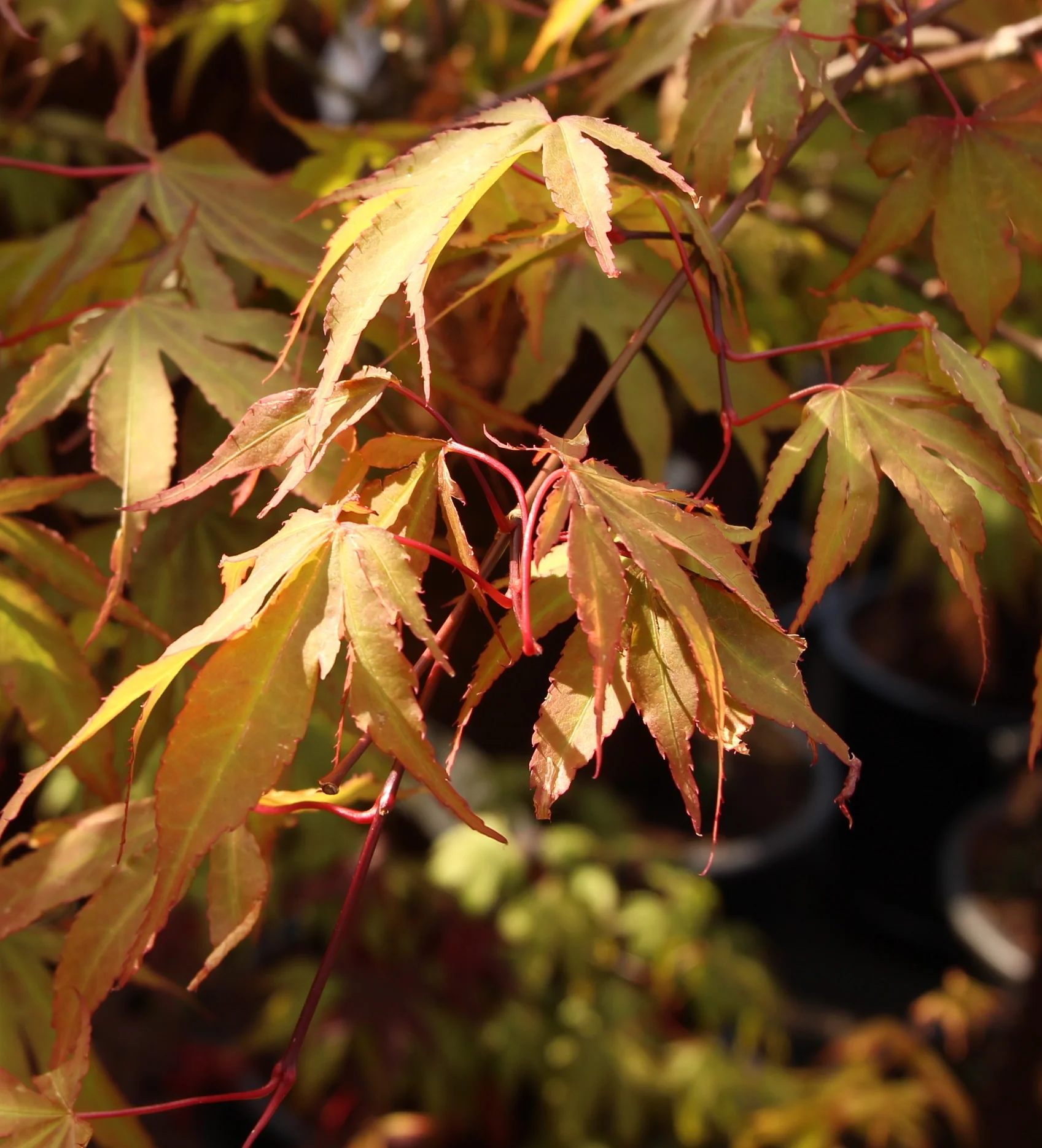 Acer palmatum Osakazuki