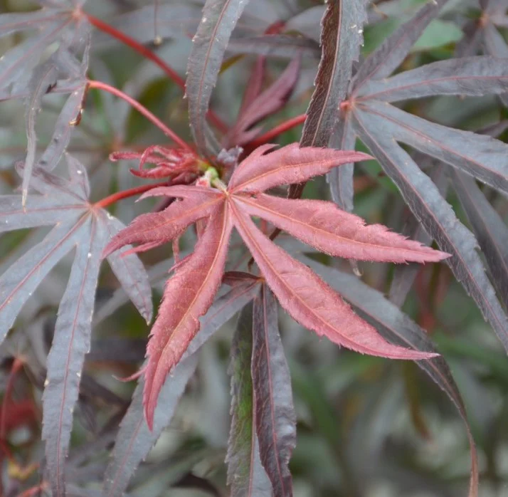 Acer palmatum Peve Dave