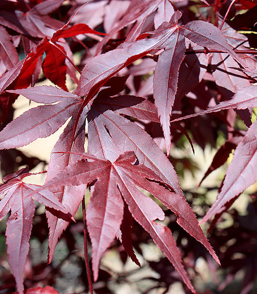 Acer palmatum Red Emperor / 100-125 CM