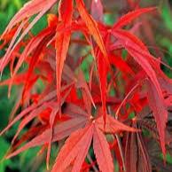 Acer palmatum Red Pygmy / 40-50 CM C4