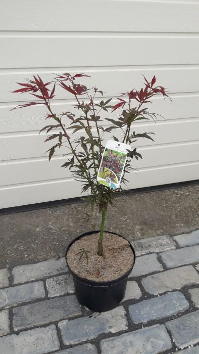 Acer palmatum Red Pygmy / 40-50 CM C4 - Image 2