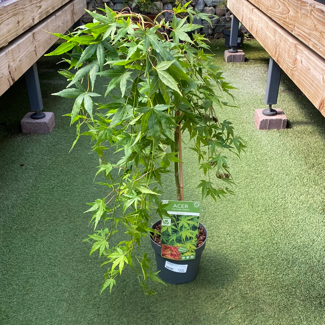 Acer palmatum Ryusen 40 CM STEM C3