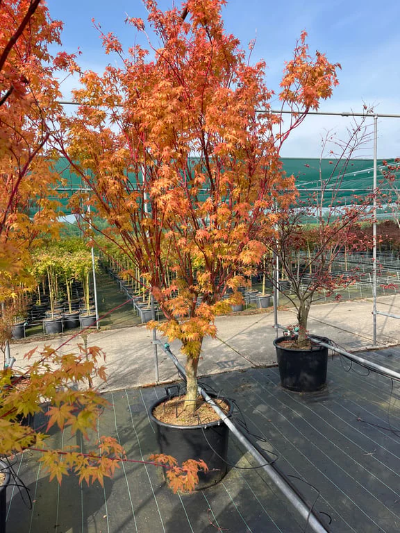 Acer palmatum Sangokaku (80-100 CM) - Image 2