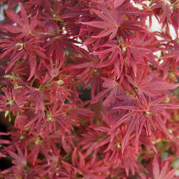 Acer palmatum Shaina  100-125 CM C14
