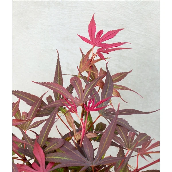 Acer palmatum Shaina - Image 2