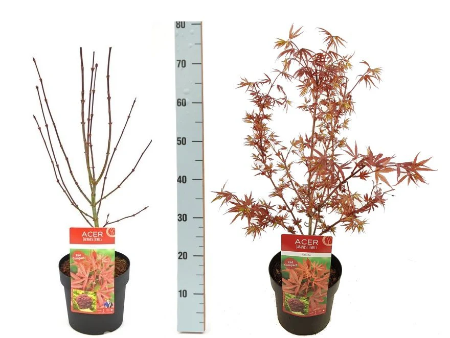 Acer palmatum Shaina 5 Ltr pot - Image 3