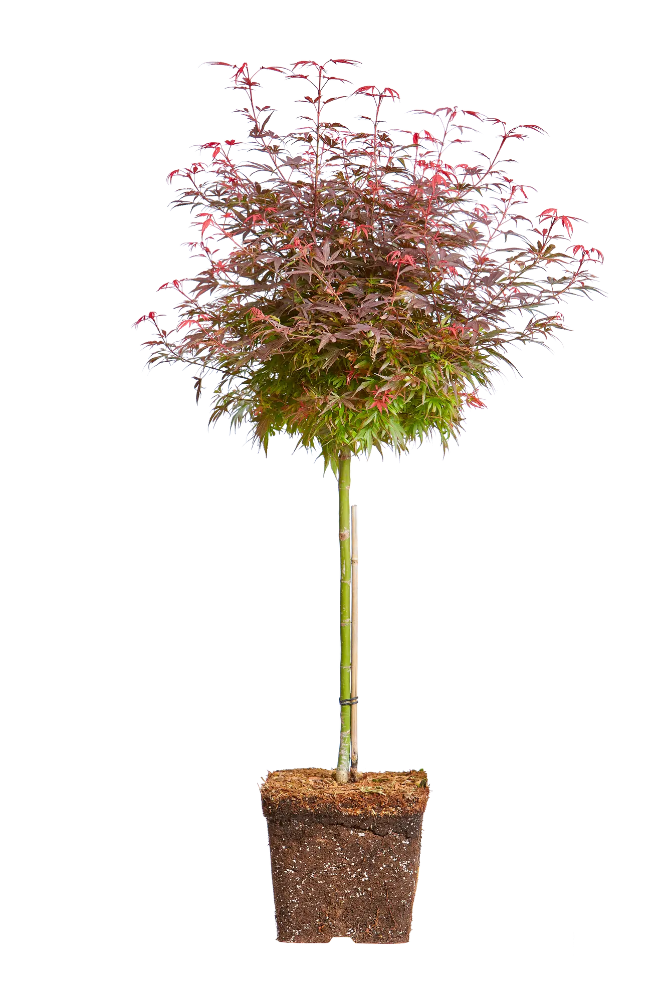Acer palmatum Shaina approx 40cm Stem