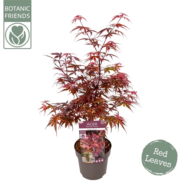 Acer palmatum .Skeeters Broom. - Image 2
