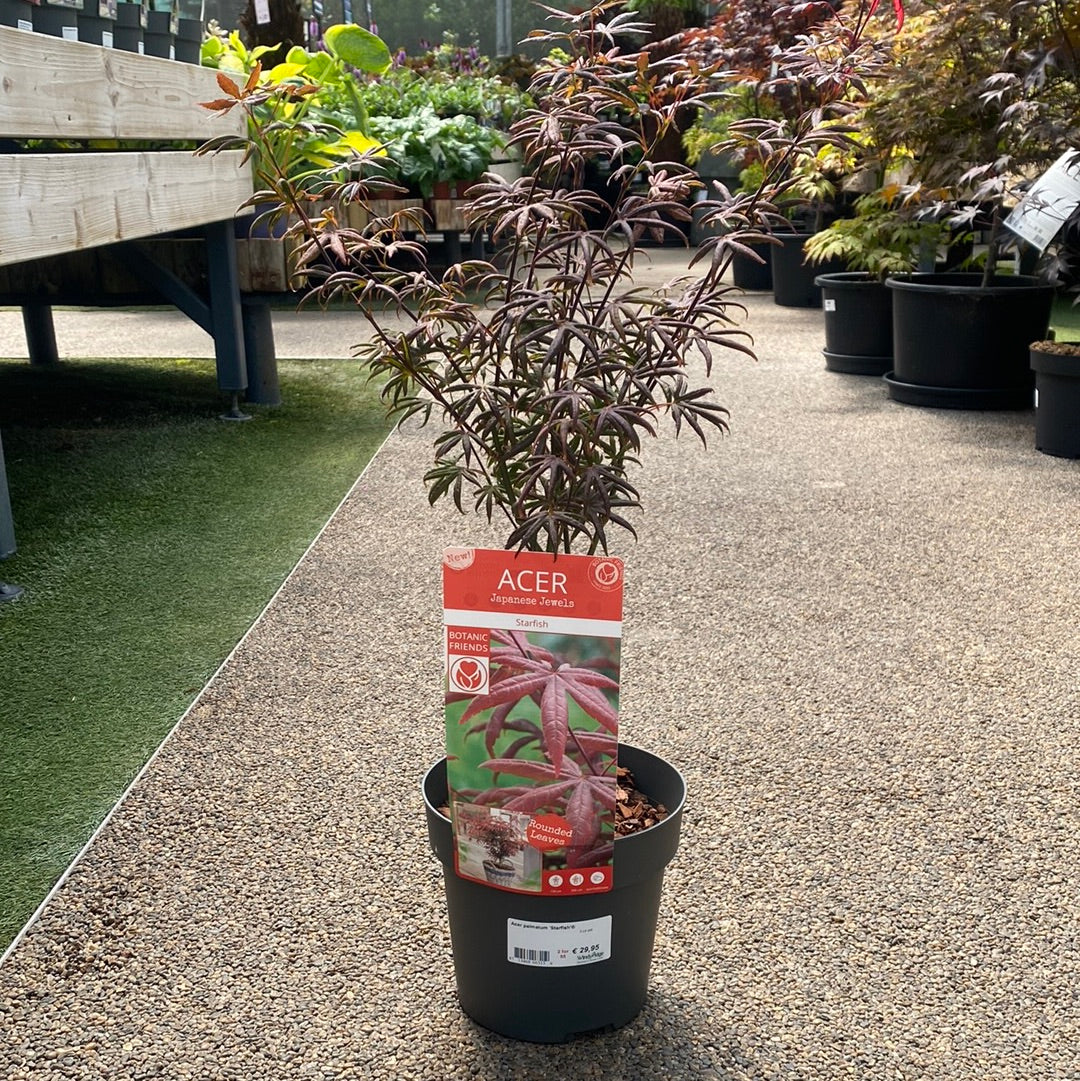 Acer palmatum Starfish 3 Ltr pot - Image 3
