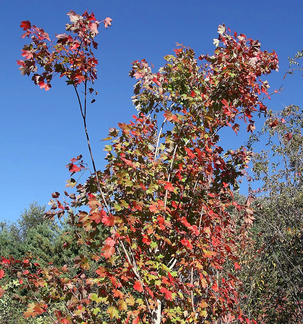 ACER RUBRUM OCTOBER GLORY - Image 3