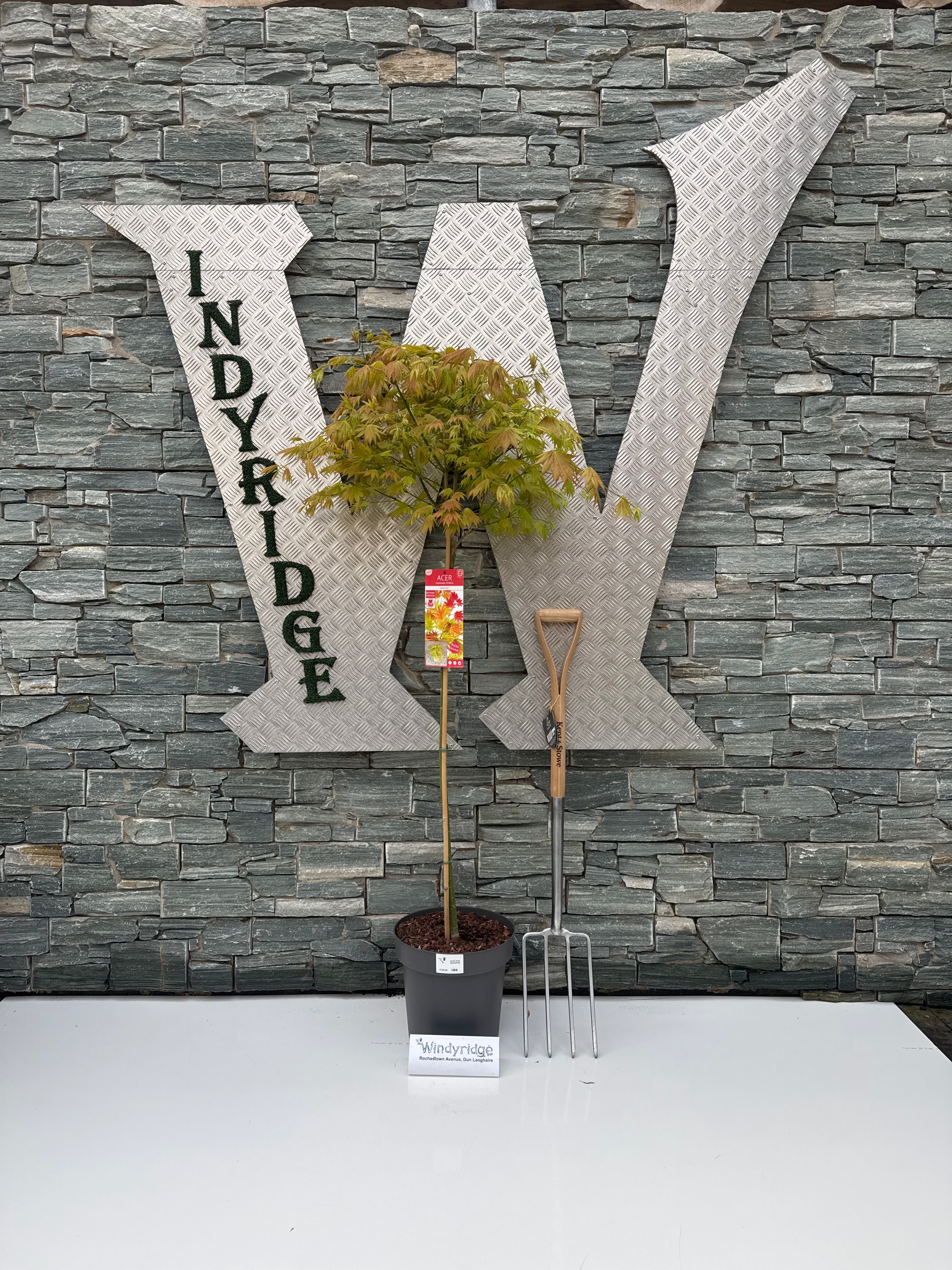 ACER SHIR. MOONRISE - Image 3