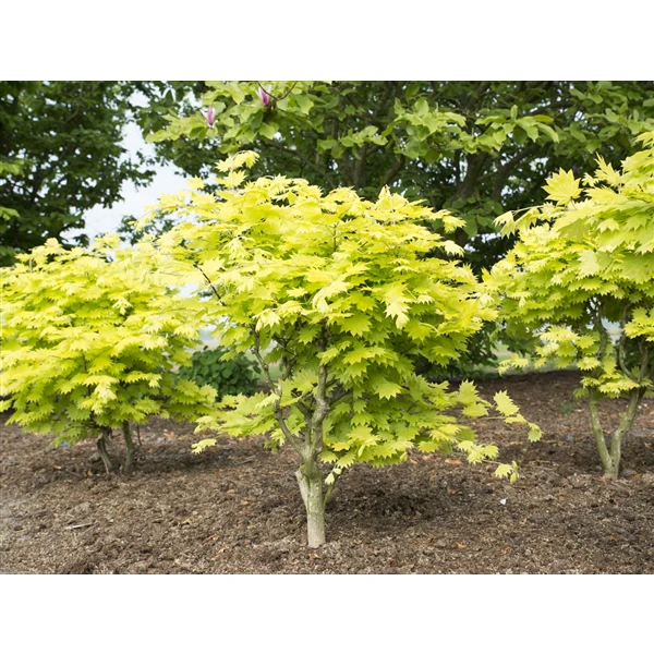 Acer Shirasawanum Aureum - Image 5