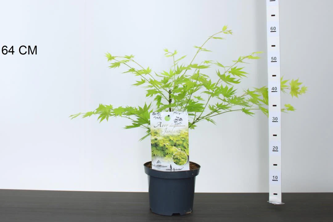 Acer shirasawanum Jordan - Image 3
